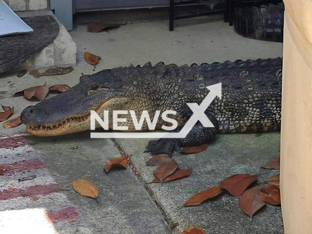 Emergency services apprehend an 8-foot  (243 centimetre) alligator that  made its way to a woman's porch, in Humble, Texas, USA, on 2nd May. 
Note: Police photo. (@Precinct4/Newsflash)