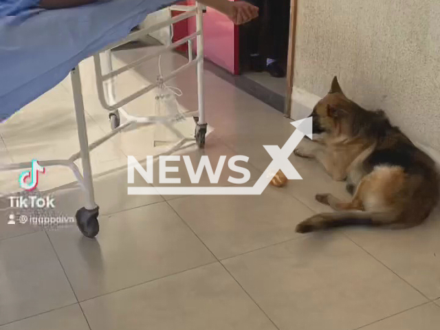 A dog follows the owner to hospital and waits for him to be have treatment and be discharged, walks home with the transport in Mineiros, Brazil, in April, 2022. Note: Picture is a screenshot from a video (@drigorpaiva/Newsflash)