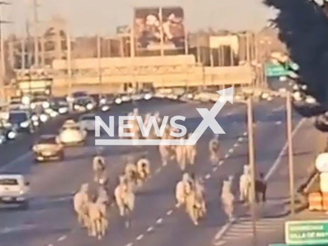 Horses run on a busy road in Don Torcuato, Argentina, Monday, 29 July 2024. They escaped from Campo de Mayo and crossed the highway. Note: Photo is screenshot from a video (Newsflash)