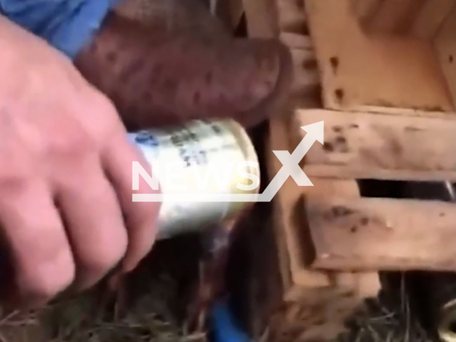 Man steps on armadillo and forces it to drink beer in Valentin Gentil, Brazil, undated. The case was reported to the Environmental Police. Note: Photo is a screenshot from a video. (Newsflash)