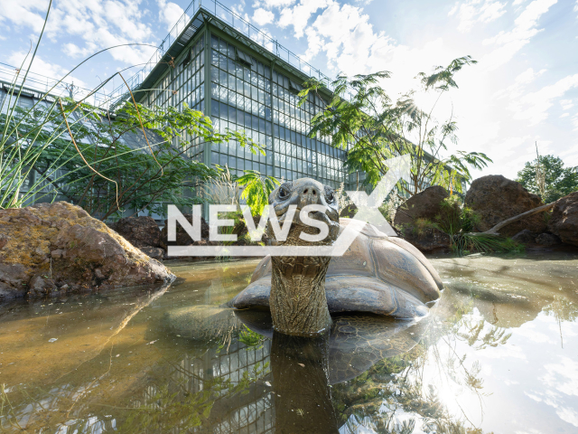 Image shows a critically endangered Seychelles giant tortoise, undated photo. They received a new home at the Schoenbrunn Zoo, in Vienna, Austria. Note: Licensed content. (Daniel Zupanc/Newsflash)