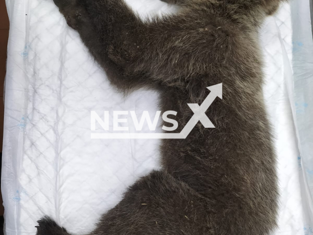 Photo shows injured bear cub, undated. The cub was found with burns in Barniedo de la Reina, Spain, on Friday, 2 August, 2024. Note: Licensed photo. (Newsflash)