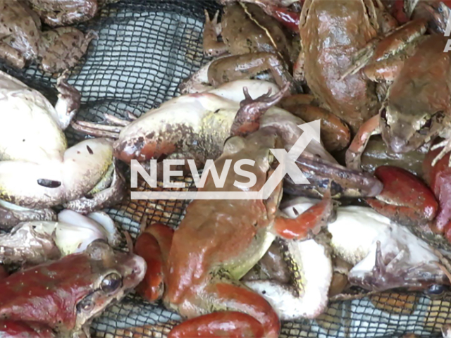 Image shows frogs being chopped up alive, undated photo. PETA filed criminal charges against five restaurants in Germany, because they serve frog legs. Note: Licensed content. (PETA/Newsflash)