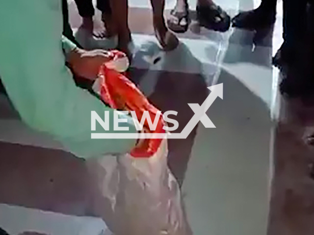 Deadly cobra bites snake charmer in Maharashtra's Gondia in India, undated. He was rushed to hospital but died.  Note: Photo is a screenshot from a video. (Newsflash)