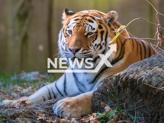 Image shows the endangered Siberian tiger Angara, 15, undated photo.  It drowned in front of visitors at Schwerin Zoo, Germany. Note: Licensed content. (Schwerin Zoo/Newsflash)