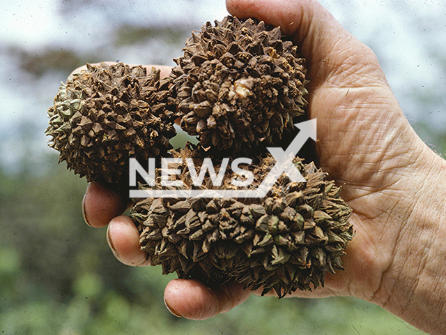 The large, woody fruits of the Manicaria saccifera palm that depend on large animals for their dispersal. Note: This photo is from a press release. (John Dransfield, Royal Botanic Gardens, Kew/Newsflash)