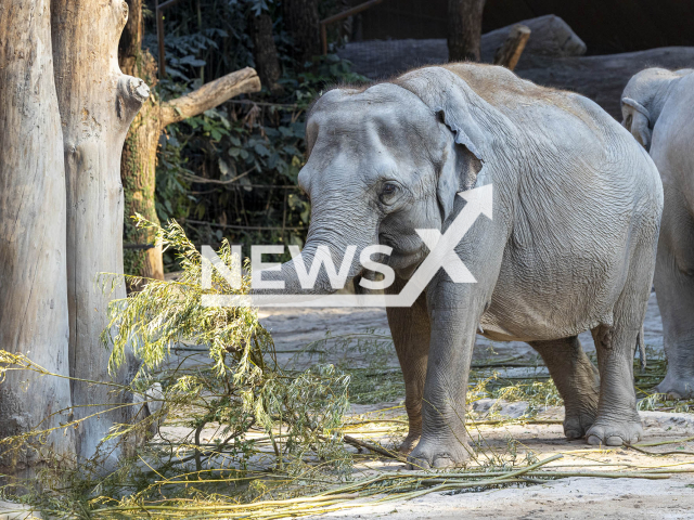 Image shows female elephant Ceyla-Himali, 49, undated photo. The animal was put to sleep at Zurich Zoo, Switzerland. Note: Licensed content. (Zurich Zoo, Enzo Franchini/Newsflash)