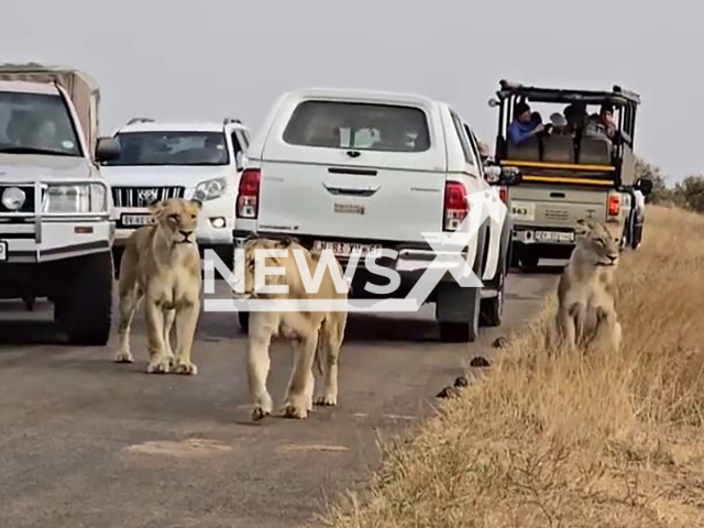 Driver bumps lioness at Kruger Park, South Africa, Friday, Aug. 9, 2024. He was fined. Note: Photo is screenshot from a video (Newsflash)