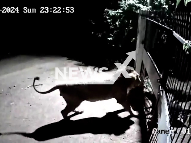 Video shows encounter between lions and dogs in Gujarat's Amreli, India, undated. The lions retreated in the bushes.
Note: Photo is screenshot from a video. (Newsflash)