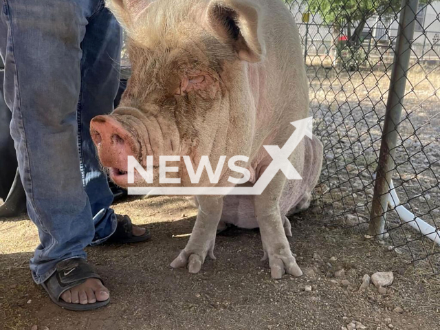 Construction workers used tractor to wrangle 400-pound pig named Rosalia that was trying to cross a street in Tucson, Arizona in May 2022.
Note: Government photo(@PimaAnimalCareCenter/Newsflash).