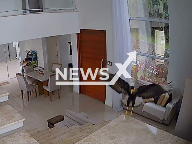 Video shows caracara bird invading actress's house in Florianopolis, Santa Catarina, Brazil, undated. She said she ran back to the house to check if her dog, who weighs only 1 kg, was okay. Note: Photo is screenshot from a video (@flaviaabalem/Newsflash)