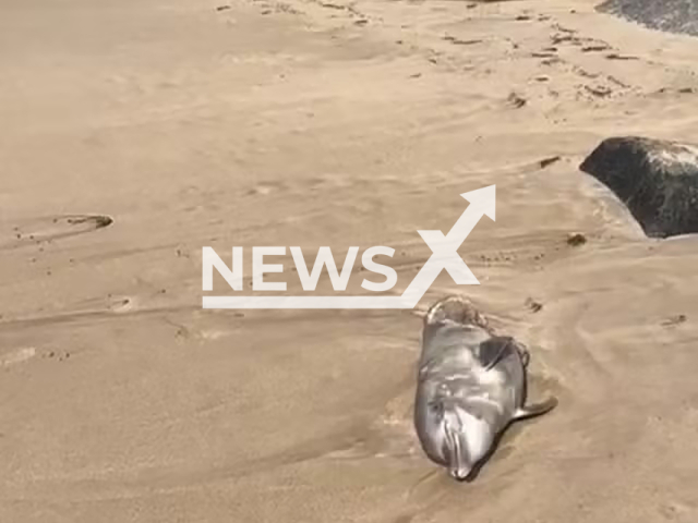 Picture shows dead dolphin with half of its body ripped off in Boa Viagem, Brazil, undated. It was apparently torn off by shark. Note: Private photo taken from local media. (Newsflash)