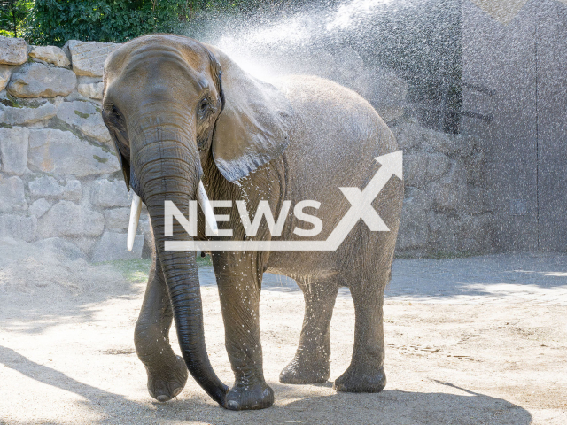 Image shows the pregnant female elephant taking a shower, undated photo. Schoenbrunn Zoo in Vienna, Austria, will welcome the first elephant calf in 21 years. Note: Licensed content. (Daniel Zupanc/Newsflash)