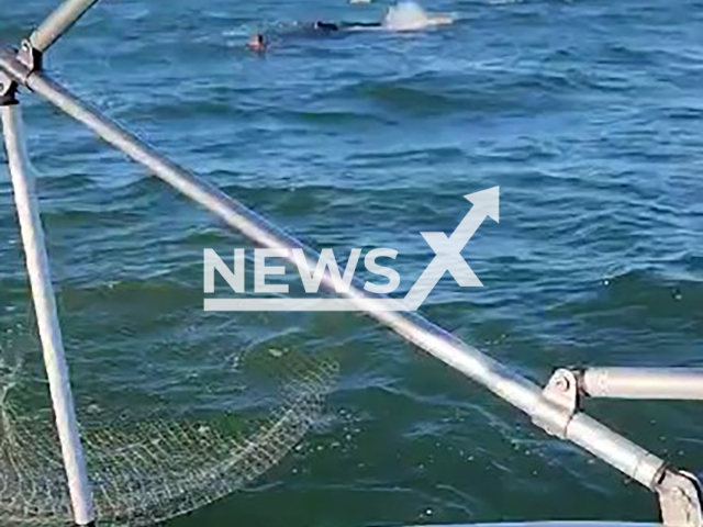 Firefighters release trapped humpback whale in fishing nets near Ilha Feia, Brazil, Wednesday, Aug. 14, 2024. The whale moved towards the open sea.Note: Photo is a screenshot from a video. (Newsflash)