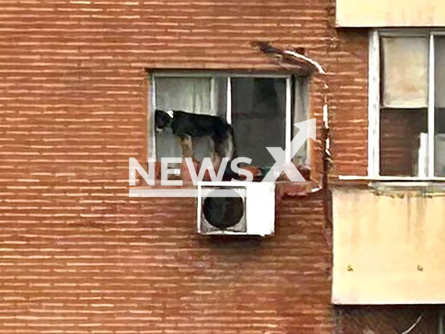 Dog stands on the edge of a sixth-floor window in Belgrano, Buenos Aires in Argentina, undated. The animal was rescued. Note: Private photo taken from local media. (Newsflash)