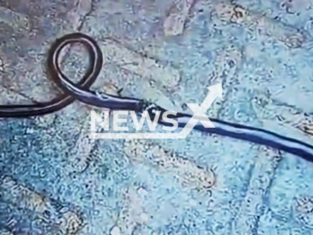 Picture shows the dead snake, undated. A one-year-old child killed a snake by biting it in Bihar's Gaya, India. Note: Image is a screenshot from video. (Newsflash)