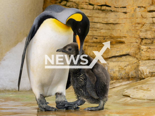 Image shows the little king penguin chick and its mum, undated photo. It hatched at Schoenbrunn Zoo, Vienna, Austria. Note: Licensed content. (Daniel Zupanc/Newsflash)