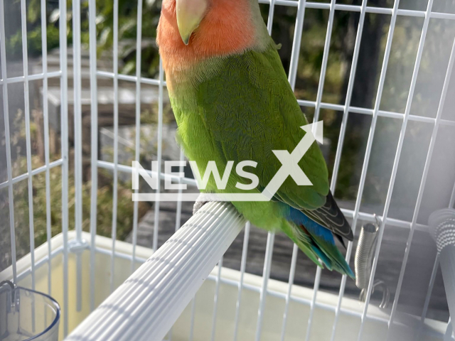 Picture shows the lost bird, undated. The parakeet boarded a train in Japan. Note: Private photo taken from social media. (@sally075am/Newsflash)