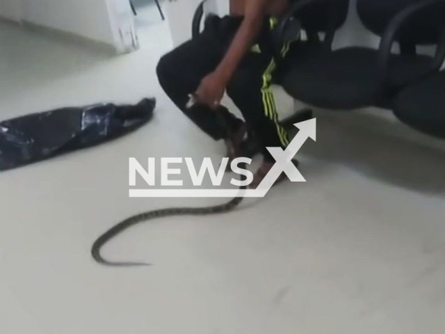 Video shows a man holding a snake inside a hospital in Guaruja (SP), Brazil, Aug. 5, 2024. He was bitten on a hand. Note: Photo is screenshot from a video(Newsflash)