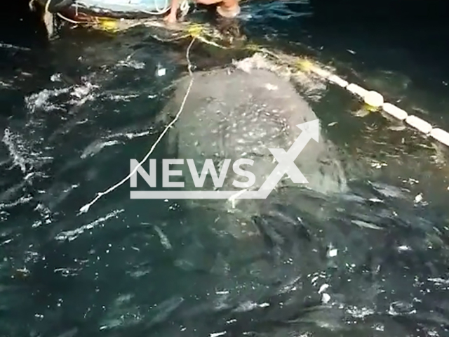 Caption: Fishermen free whale shark caught in net in Kuala Terengganu, Malaysia, undated. The video was shared on TikTok. Note: Photo is screenshot from a video(@qasih2022/Newsflash)