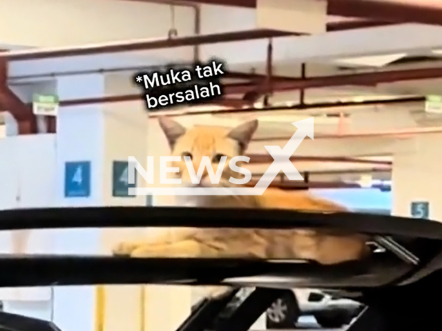 Video shows cat poop on Malaysian influencer’s Lamborghini in Shah Alam, undated. It also left paw prints.Note: Photo is a screenshot from a video. (@aasuperscalper/Newsflash)