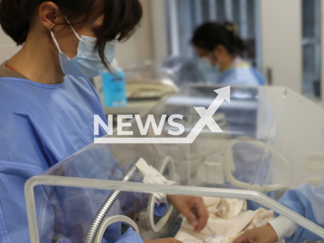 Image shows the delivery of the giant panda cubs, undated photo. It took place in Berlin, Germany, on Thursday, August 22, 2024. Note: Newsflash obtained permission to use the photo from Svenja Eisenbarth from Berlin Zoo. (Berlin Zoo/Newsflash)