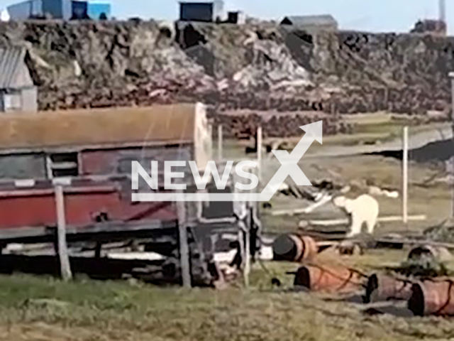 Polar bear tires to attack airport workers in Dikson, Krasnoyarsk Krai, Russia, undated. A man shouted at the bear to scare it off and ran away.
Note: Photo is screenshot from a video (Newsflash)