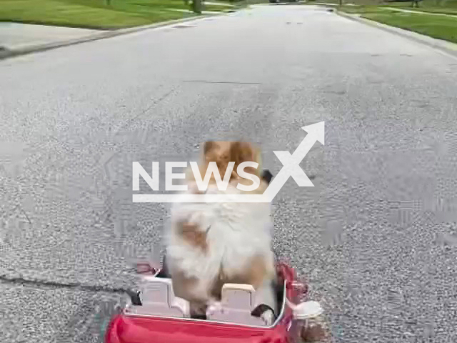 Koda, 7, the dog gets pulled over by police in Clermont, Florida, USA to promote safe driving. Note: Picture is a screenshot from a video (Newsflash)