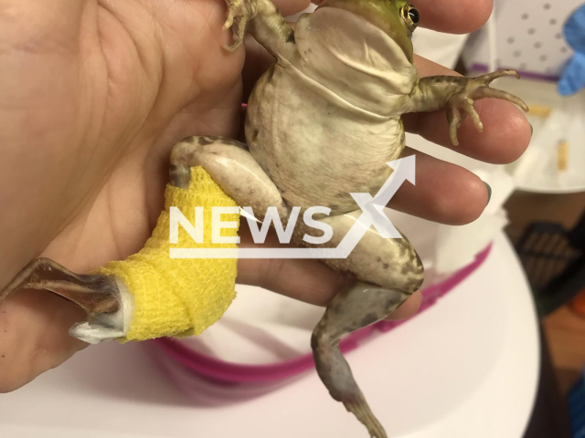 Picture shows the frog rescued by a drunk vet in Poland, undated. It was found lying on the side of a road. Note: Private photo taken from social media. (@smutnylis/Newsflash)