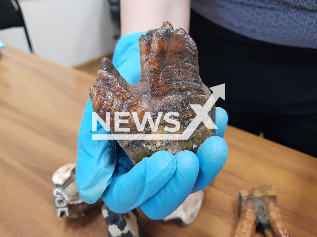 Photo shows seized ancient rhinoceros teeth at customs in Novorossiysk, Krasnodar Krai, Russia on Tuesday, Aug. 27, 2024. A man, 41, from Gelendzhik, Russia was detained at a post office while attempting to send three parcels containing 23 derivatives to Germany. Note: Licensed customs photo. (@customs_yutu/Newsflash)