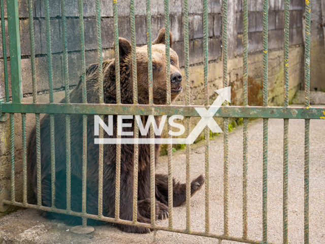 Image shows one of the four bears, undated photo. Slovenian authorities blocked their rescue and transfer to a sanctuary in Arbesbach, Lower Austria State, Austria. Note: Licensed content. (FOUR PAWS/Newsflash)