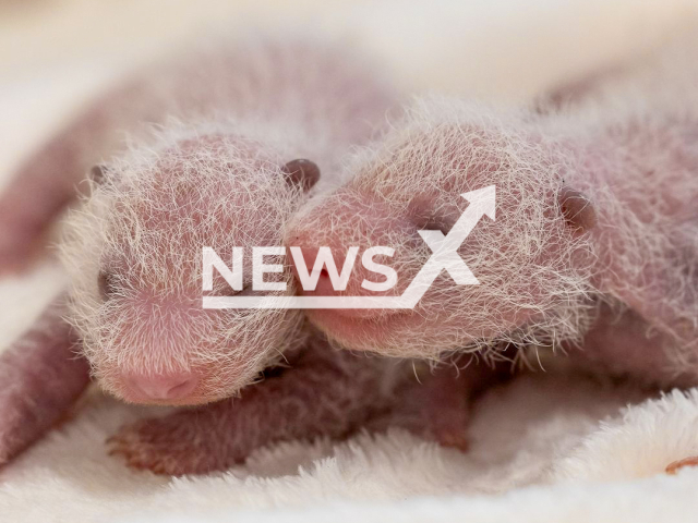 Image shows the two female giant panda cubs, undated photo. They were delivered at Berlin Zoo, Germany, on Thursday, August 22, 2024. Note: Newsflash obtained permission to use the photo from Svenja Eisenbarth from Berlin Zoo. (Berlin Zoo/Newsflash)