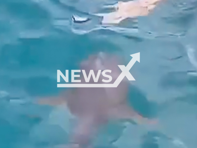 Caption: Swimmers in masks and fins panic and climb onto the boat when see a shark in the water of the Atlantic Ocean at Fernando de Noronha, Brazil on Friday, Aug. 30, 2024. Local media claimed that shark was harmless to humans. Note: Photo is screenshot from a video (@paulo.escovao/Newsflash)