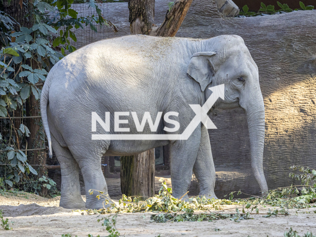 Image shows female elephant Farha, undated photo. The animal is expecting offspring at Zurich Zoo, Switzerland. Note: Licensed content. (Zurich Zoo, Enzo Franchini/Newsflash)