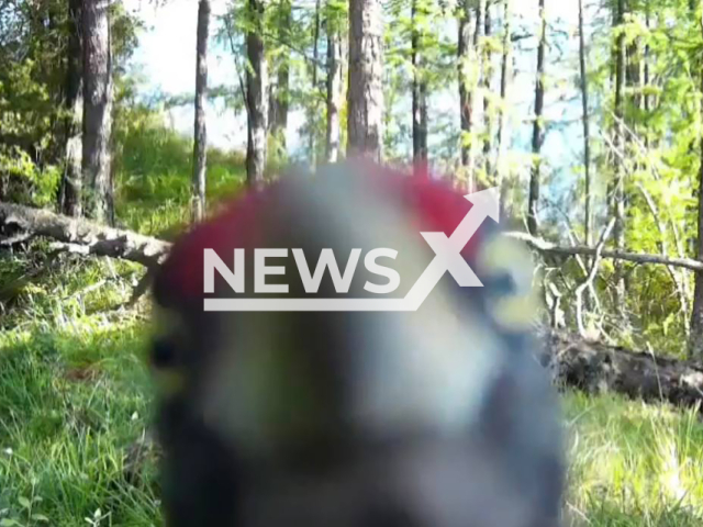 A woodpecker pecks at a wildlife camera trap, crash-testing it in the Sayano-Shushenski Nature Reserve of the West Sayan Mountains of south Siberia, Russia, on Monday, Sept. 2, 2024. The bird already broke another one camera. Note: Photo is a screenshot from a video. (Sayano-Shushenski Nature Reserve/Newsflash)