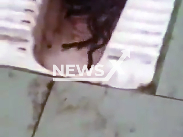 Footage shows snakes inside women's toilet at Arignar Anna College in Tamil Nadu, India, undated. The incident has sparked outrage. Note: Photo is a screenshot from a video. (Newsflash)