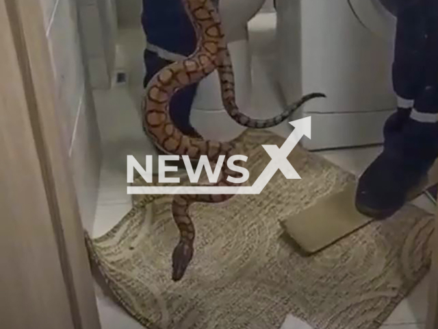 Rescuers take away a snake in an apartment in Krasnodar, southern Russia, undated. The snake crawled out of a toilet. Note: Photo is screenshot from a video(Newsflash)