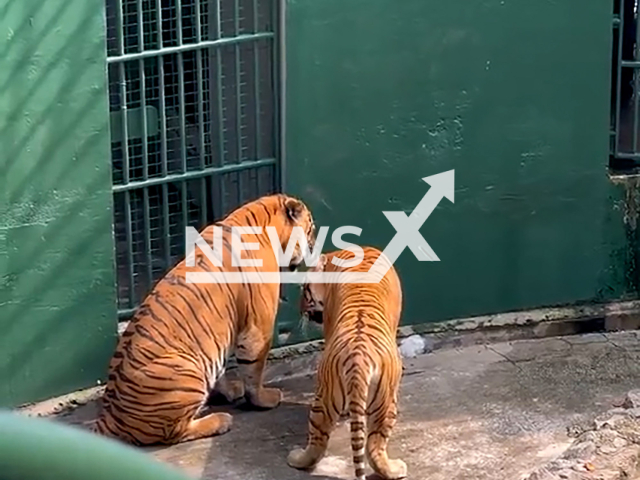 Zookeepers rescue kitten from tiger's den at Johor Zoo, Malaysia, undated. The workers sprayed water on the tigers to distract them from the kitten. Note: Photo is a screenshot from a video. (Newsflash)