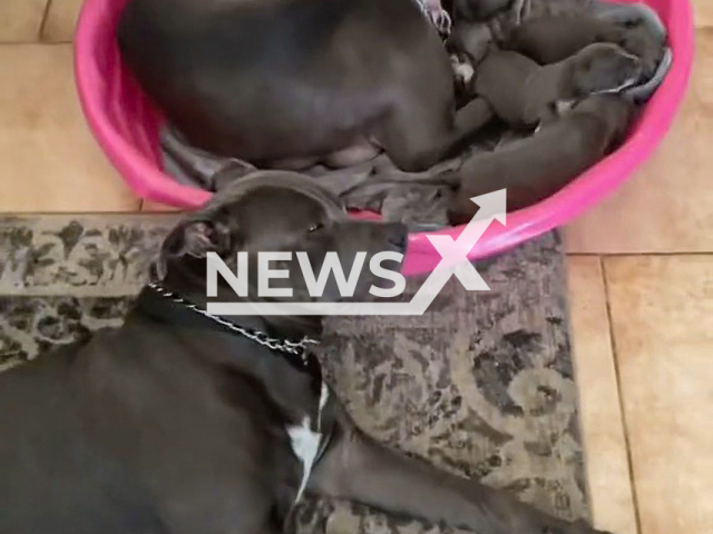 Kilo, a dog, lies on the floor next to his newly born puppies and their mother Blue, in Southern California, USA, in April, 2022. Note: Picture is a screenshot from a video (@tu_muneca/Newsflash)