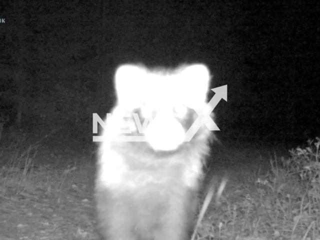 Raccoon dog sniffs wildlife camera curiously in the Nizhnesvirsky Nature Reserve in Lodeynopolsky District of Leningrad Oblast, Russia on Thursday, Sep. 5, 2024. The animal made sinister giggling sounds. Note: Photo a is screenshot from a video(Nizhnesvirsky Nature Reserve/Newsflash)