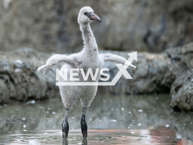 Image shows a flamingo chick, undated photo. A total of 12 chicks hatched at the Schoenbrunn Zoo, in Vienna, Austria. Note: Licensed content. (Daniel Zupanc/Newsflash)