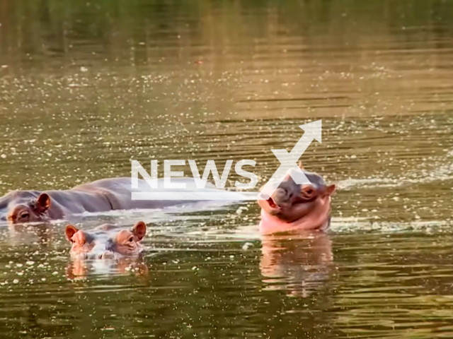 Image shows Pablo Escobar's hippos, undated photo. A court in Cundinamarca, Colombia, set a three-month deadline for their eradication. Note: Photo is a screenshot from a video. (Newsflash)