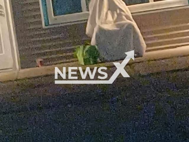 Philip Dulude  attempted to hide from police by hiding under a blanket in a chair, in May, 2022, in Belfast, Maine, USA. Note: Police photo. (Belfast Police Department/Newsflash)