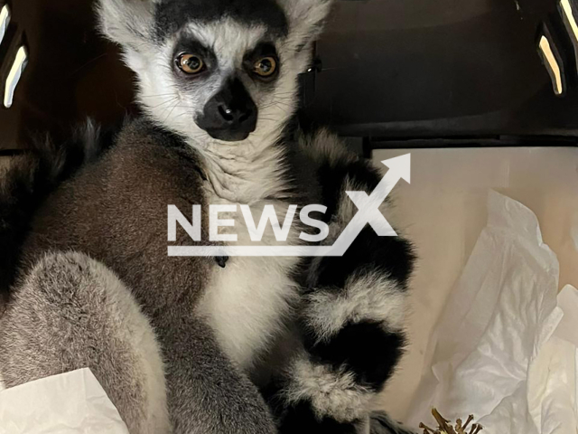 Photo shows ring-tailed lemur named Georgette seized at Orsk city border checkpoint, Orenburg Oblast, Russia on Tuesday, Sep. 10, 2024. Customs officers prevented the illegal export of a ring-tailed lemur to Kazakhstan. Note: Licensed customs photo. (@customs_rf/Newsflash)