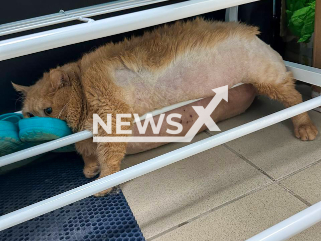 Photo shows overweight cat Kroshik at the veterinary clinic in Perm, Russia on Wednesday, Sep. 11, 2024. The cat tried to escape and got stuck in a shoe rack. Note: Picture is private used in local media. (@rehabDogPerm/Newsflash)