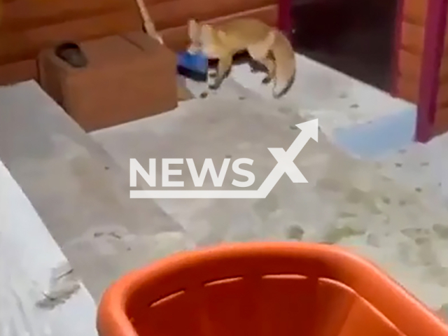 Footage shows a fox stealing galoshes in the garden plot in Guryevsky District, Kemerovo Oblast (Kuzbass), Russia on Thursday, Sep. 12, 2024. Having grabbed the rubber prey, the fox quickly ran away. Note: Photo is a screenshot from a video. (Newsflash)