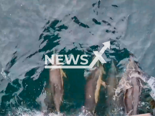 A pod of dolphins escorting a Scottish cruise boat. Note: Picture is a screenshot from a video (@saltiremarine/Newsflash)