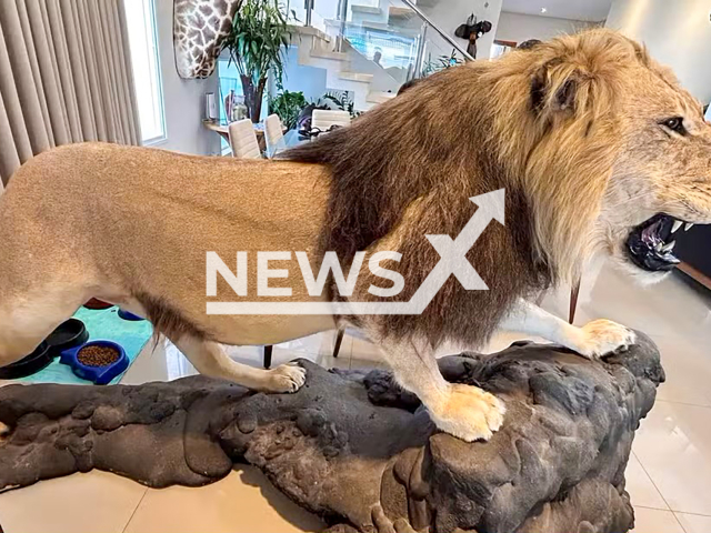 Photo shows stuffed lion found inside mansion of Arthur Henrique Theodoro Rondini, 49, in Sao Jose do Rio Preto, Brazil, on Tuesday, 10 September, 2024. Rondini is accused of money laundering and illegal animal trade. Note: Police photo. (Policia Federal/Newsflash)