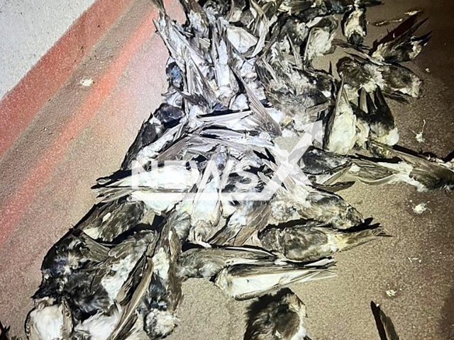 Dead swallows lie on the sidewalk in front of a house wall in Vienna, Austria, undated. Persistent rain in Austria kills thousands of swallows. Note: Permission obtained for photo. (Tierschutz Austria/Newsflash)