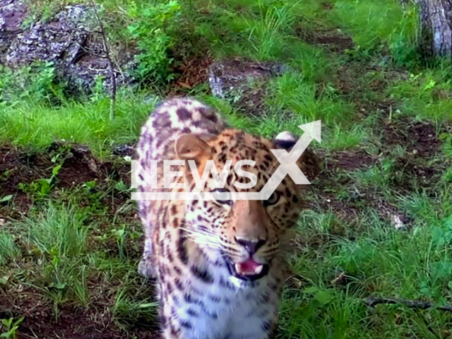 Footage shows Amur leopard Leo 191M in the Land of the Leopard National Park, in Primorsky Krai in the Russian Far East on Friday, Sep. 13, 2024. The curious leopard watched a camera trap being installed from a safe distance. Note: Photo a is screenshot from a video(Land of the Leopard National Park/Newsflash)